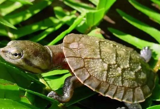 花面蟾头龟饲养温度 花面蟾头龟适宜温度