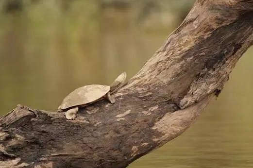 花面蟾头龟与玛塔龟能混养吗 花面蟾头龟可以混养不
