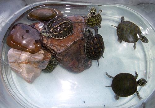 甜甜圈龟能和巴西龟混养吗
