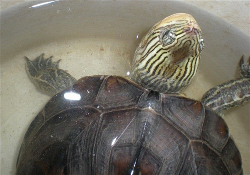 缺颌花龟饲养方法