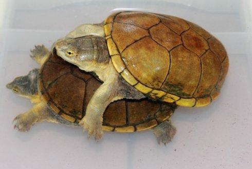 斑纹泥龟是深水龟吗