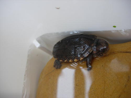 斑纹泥龟和红面泥龟区别 斑纹泥龟和红面蛋龟的区别