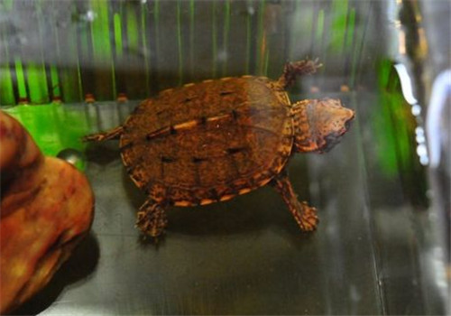 斑纹泥龟能活多久