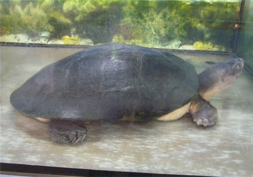 中美洲河龟价格 中美洲河龟的价格