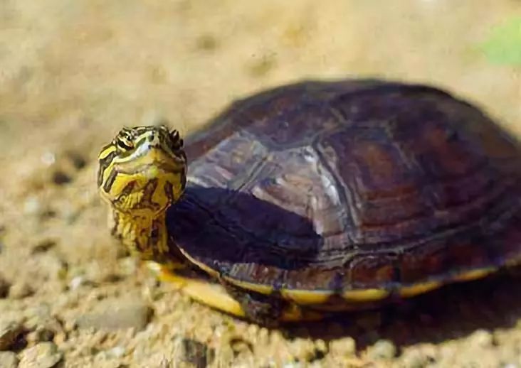 安南龟饲养环境