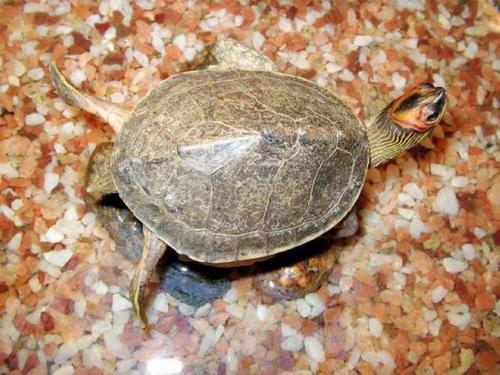 印度棱背龟多少钱一只 印度棱背龟价钱