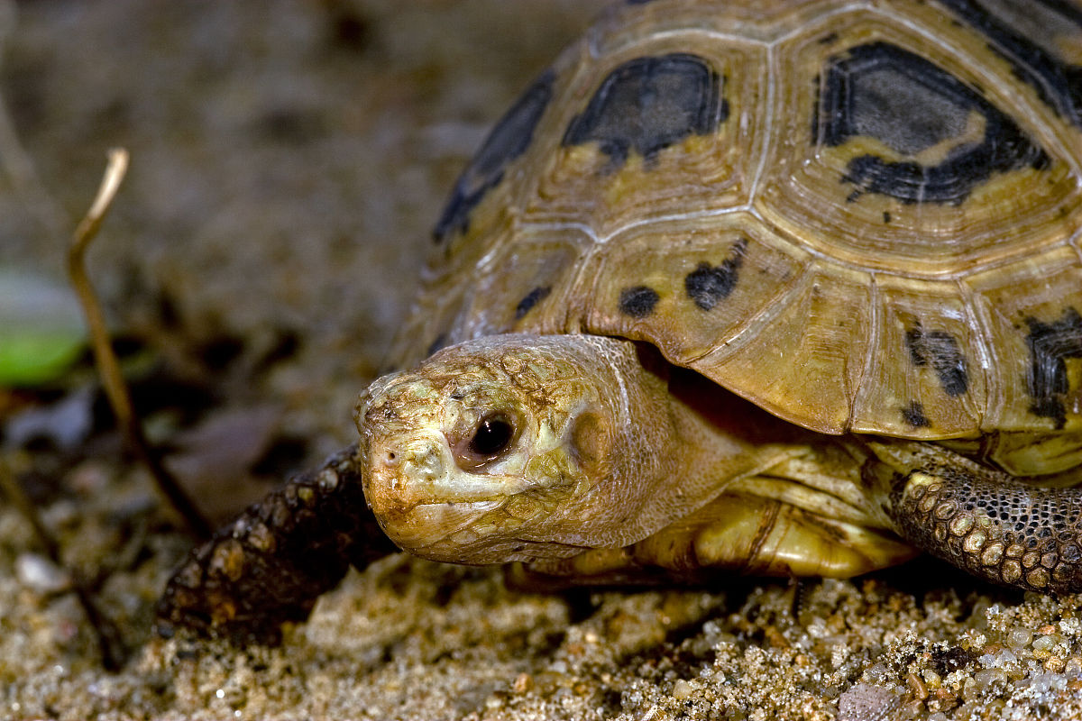 印度棱背龟繁殖 印度棱背龟的人工繁殖