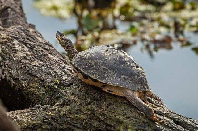 印度棱背龟是几级保护动物