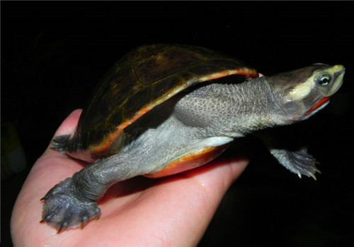 澳洲短颈龟生活环境