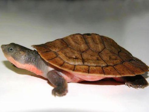 澳洲短颈龟的寿命