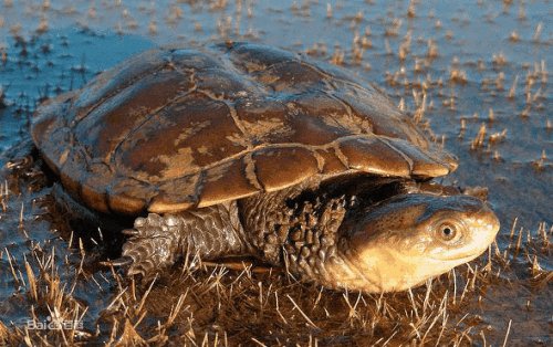 澳洲短颈龟好养吗