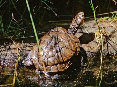 澳洲短颈龟饲养方法