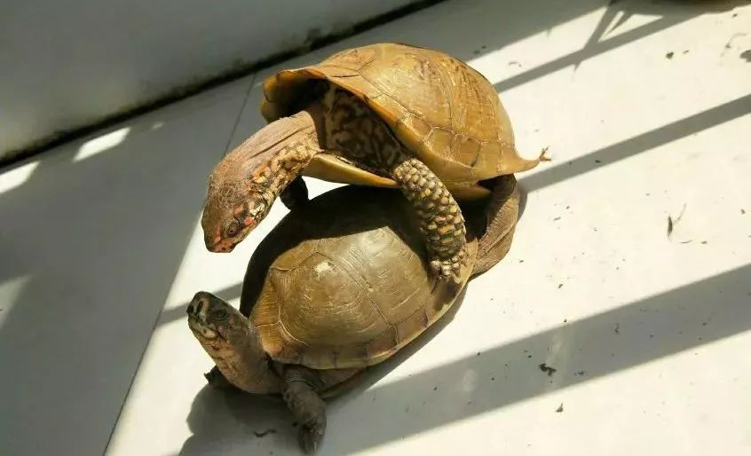 海岸箱龟多少钱 海岸箱龟市场价格多少钱