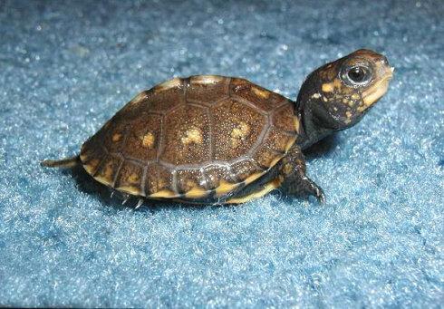 海岸箱龟的寿命 海岸箱龟寿命