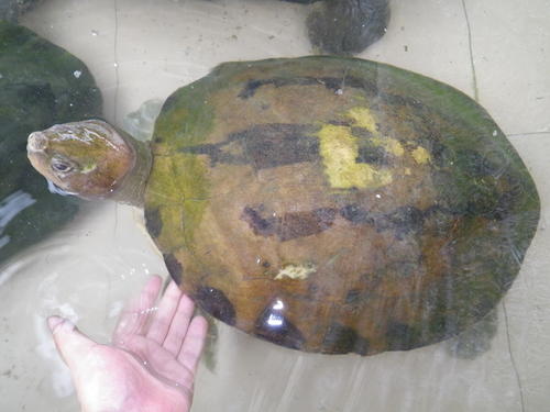 巴达库尔龟的价格 巴达库尔龟市场价格