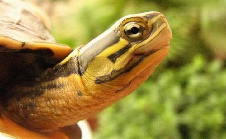 巴达库尔龟好养吗
