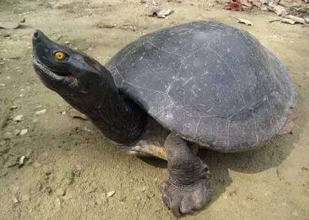 巴达库尔龟怎么分公母