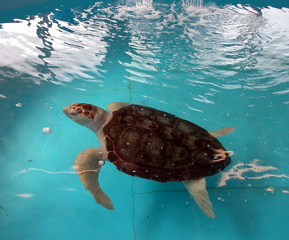 大西洋蠵龟多少钱 大西洋蠵龟价钱