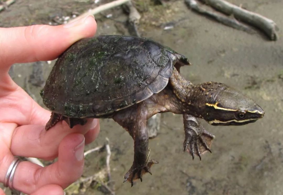 虎纹泥龟和虎纹蛋龟的区别