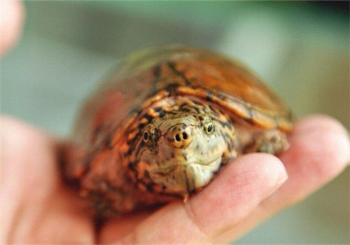 虎纹泥龟能冬眠吗虎纹泥龟可以冬眠吗
