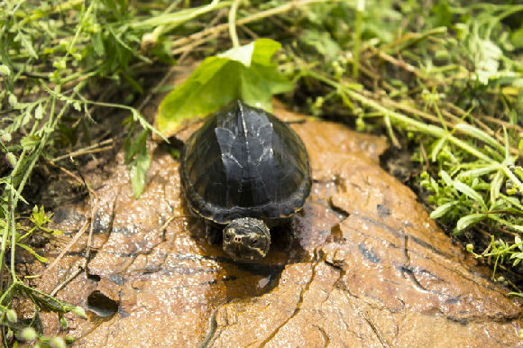 虎纹泥龟饲养 虎纹泥龟的饲养环境