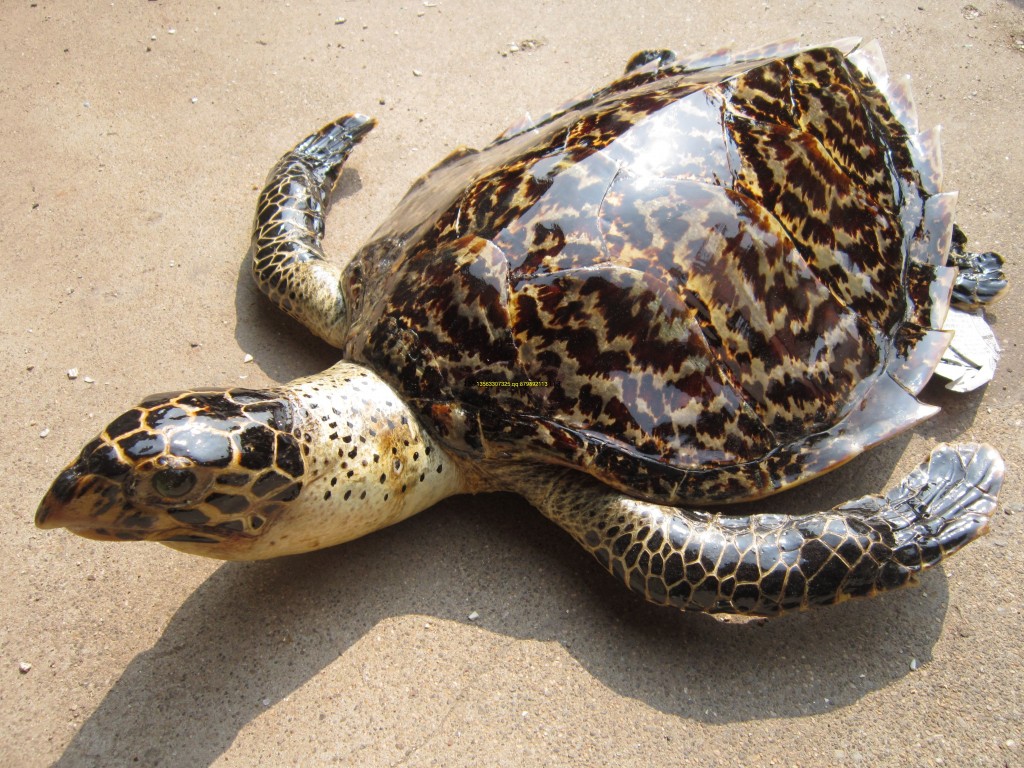 玳瑁和海龟的区别 玳瑁和普通海龟的区别