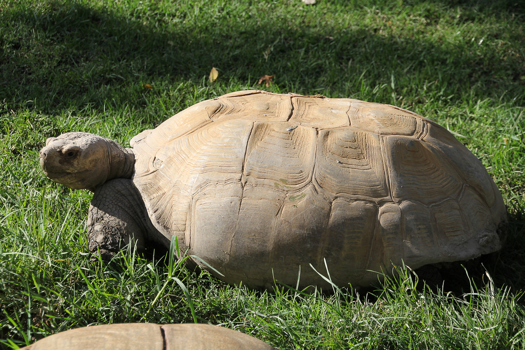 非洲棱背泥龟的寿命 非洲棱背泥龟寿命