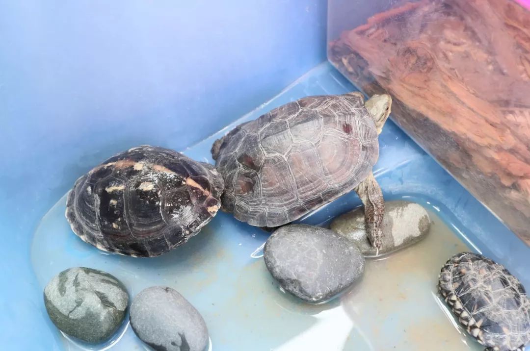 斑点池龟几级保护动物