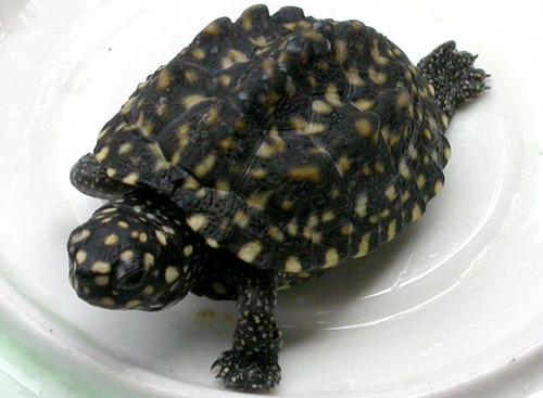 斑点池龟多大可以繁殖 斑点池龟多大可以下蛋