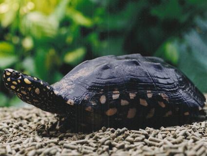 斑点池龟的寿命并不是太长,相较于其它乌龟品种来说,它们算是寿命比较