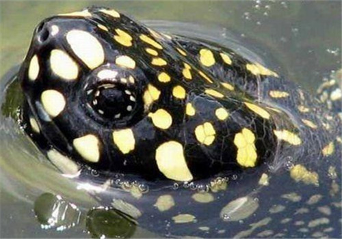 斑点池龟能和热带鱼一起养吗 斑点池龟可以和鱼混养吗