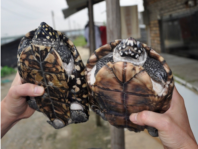 斑点池龟能和草龟一起养吗 斑点池龟可以和草龟混养吗