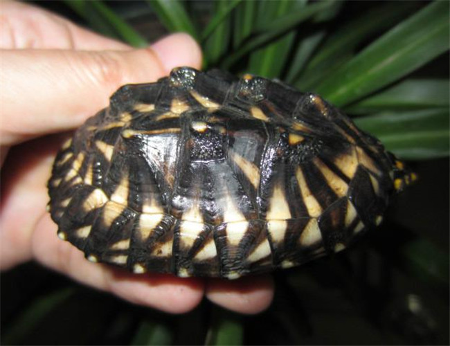斑点龟是深水还是浅水 斑点龟是深水龟还是浅水龟