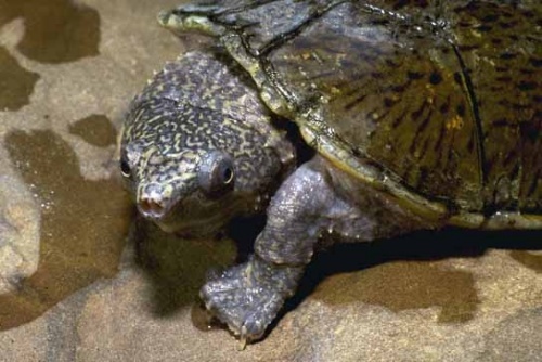 闭壳龟与动胸龟区别