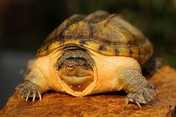 动胸龟和闭壳龟的区别 动胸龟和闭壳龟区别