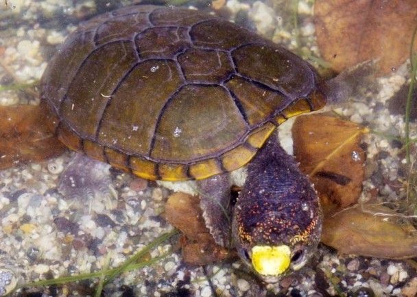 果核龟是动胸龟吗?