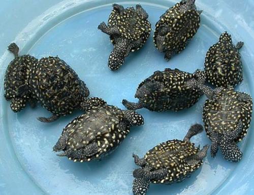 星点龟保护等级 星点龟是几级保护动物