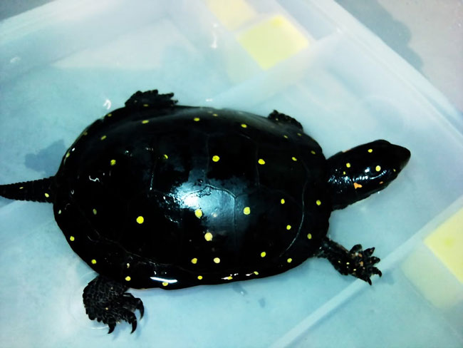 星点水龟可以冬眠吗 星点水龟能冬眠吗