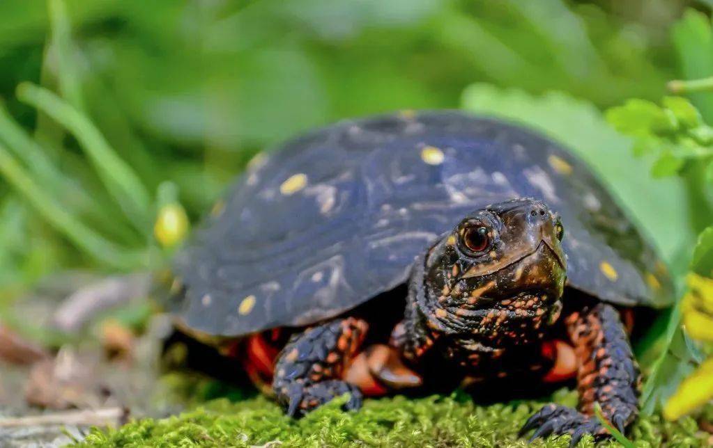 星点水龟保护级别 星点水龟几级保护动物