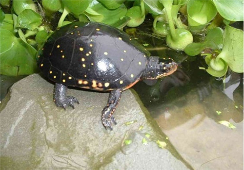 星点水龟和斑点池龟的区别