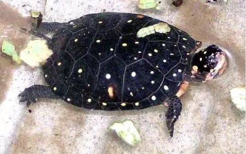 星点水龟可以跟巴西龟混养吗 星点水龟可以混养吗