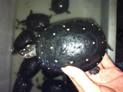 星点水龟可以跟草龟混养吗