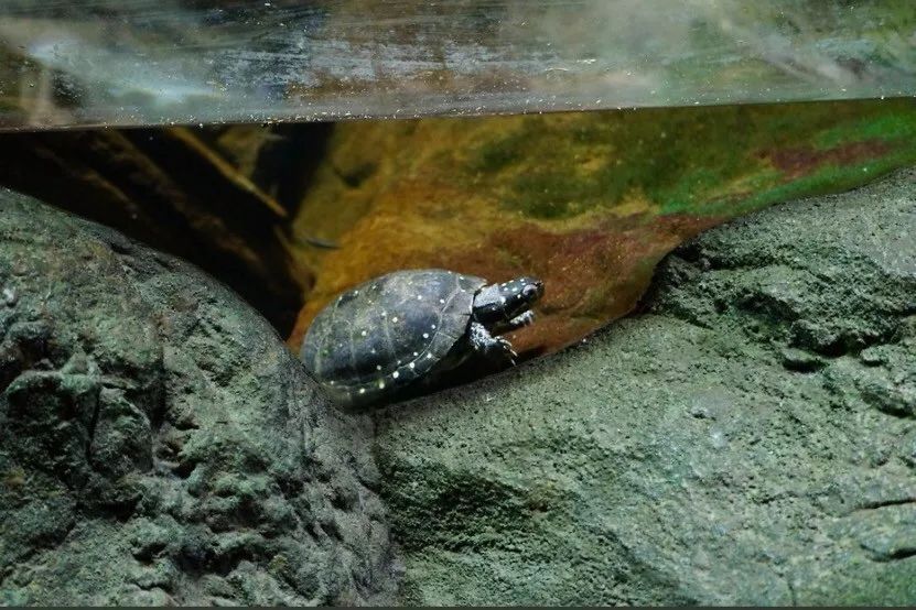 星点水龟能深水养吗 星点水龟可以深水饲养吗