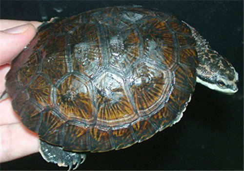 面具侧颈龟的寿命 面具侧颈龟寿命