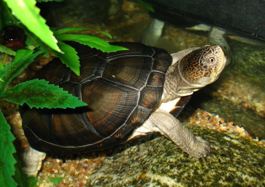 白胸侧颈龟寿命 白胸侧颈龟的寿命
