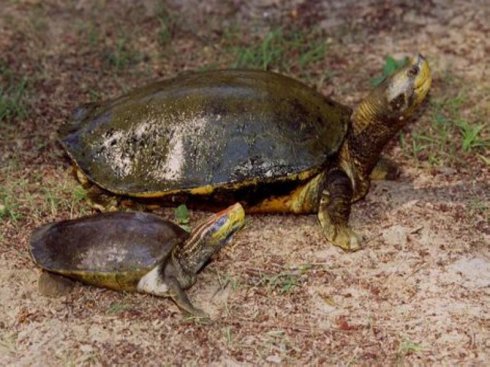 巨型棱背龟饲养 巨型棱背龟的饲养方法