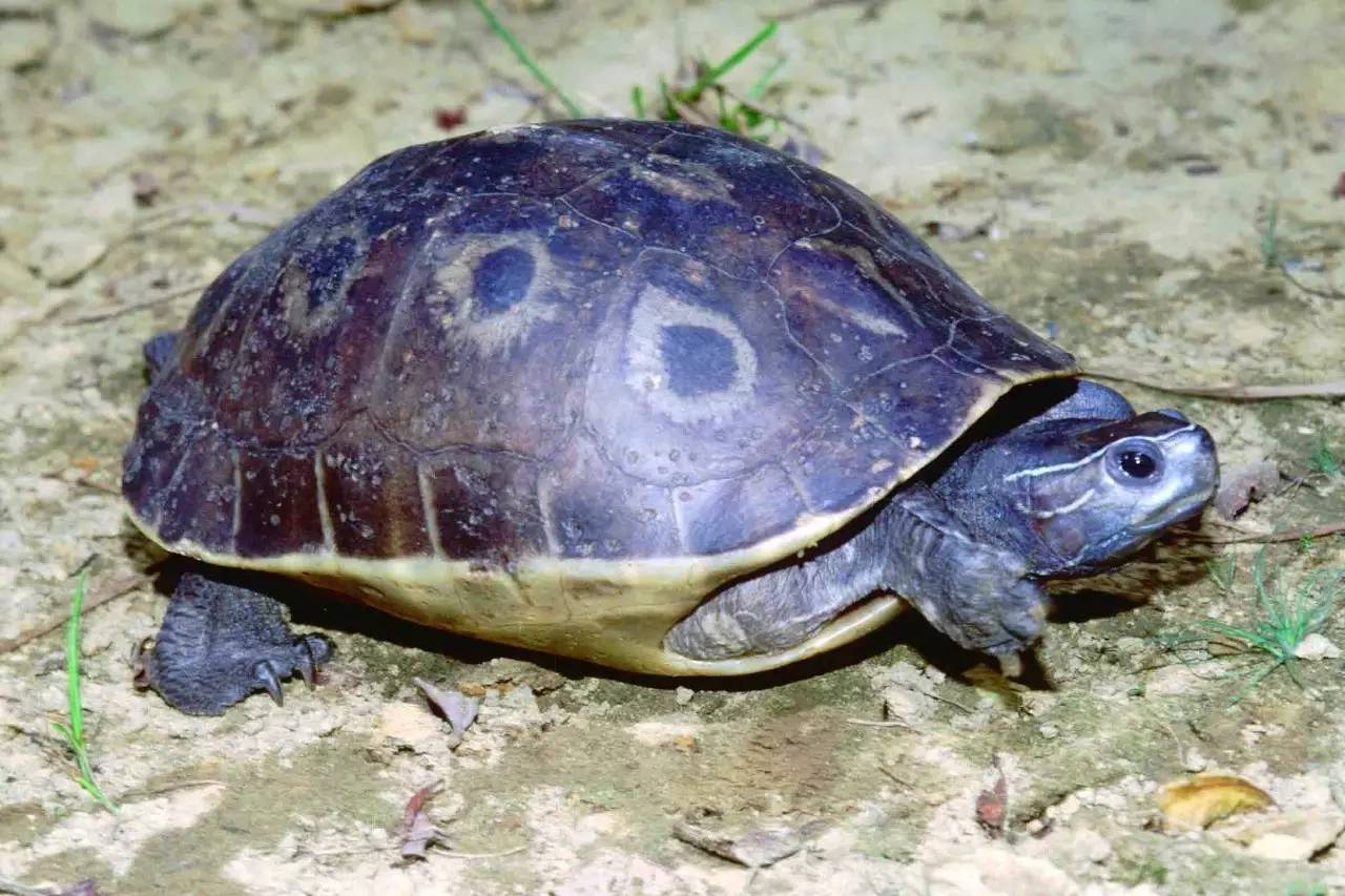 潮龟能长多重 潮龟成年多重
