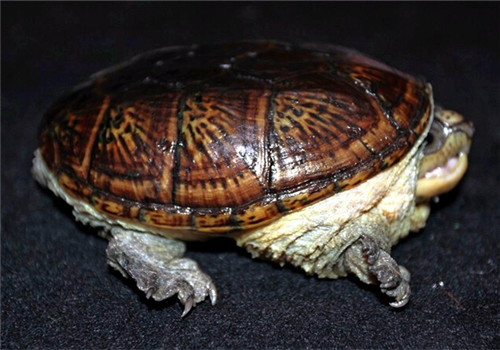 瓦哈卡泥龟价格 瓦哈卡泥龟的价格