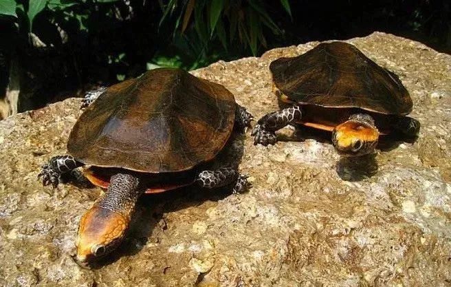 瓦哈卡泥龟的饲养要点 瓦哈卡泥龟饲养方法