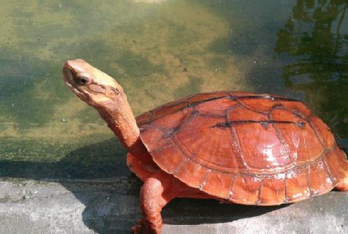 石金钱龟是保护动物吗